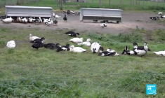 Le foie gras, une spécialité française de plus en plus contestée