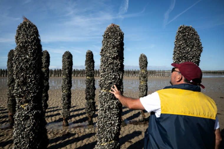 Le mytiliculteur Loïc Maine inspecte un pieu à moules dans l'exploitation Maine père & fils, au large de Bricqueville-sur-Mer, dans la Manche, le 13 septembre 2026 ( AFP / Guillaume SALIGOT )
