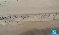 Journée en mémoire de l'esclavage : au Bénin, sur les traces des esclaves à Ouidah