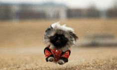 LES CHIENS BIENTÔT RECONNUS COMME ANIMAUX DE COMPAGNIE EN CHINE