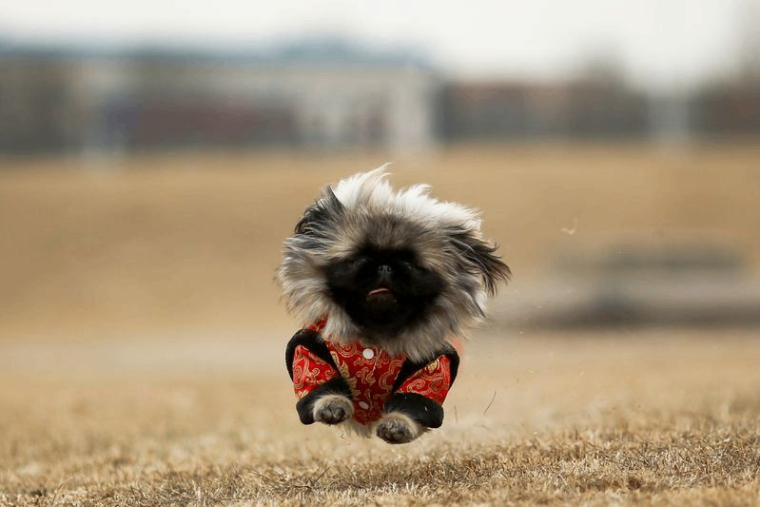 LES CHIENS BIENTÔT RECONNUS COMME ANIMAUX DE COMPAGNIE EN CHINE