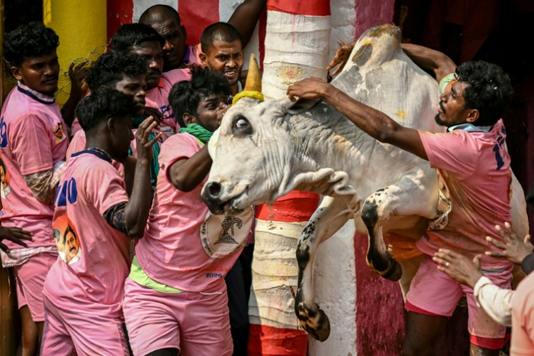 Dess participant tentent de maîtriser un taureau lors d'un spectacle de "jallikatu" à Palamedu, près de Madurai, le 16 janvier 2026 en Inde ( AFP / R. Satish BABU )