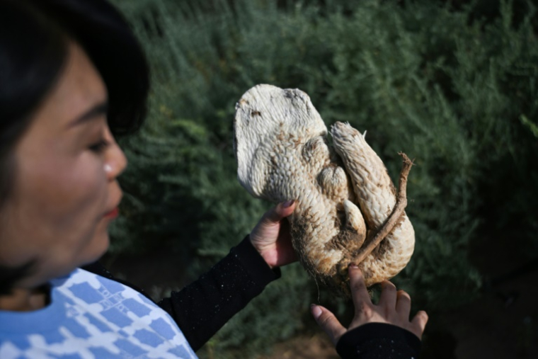 Bai Lei avec un tubercule de cistanche, ingrédient prisé en médecine chinoise, le 12 août 2025, à Bayan Nur, en Chine ( AFP / Pedro PARDO )