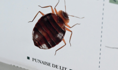 Un insecticide contre les infestations de punaises de lit et de cafards interdit en France, le "Sniper 1000", cause un "nombre croissant d'intoxications" dont quatre ont été mortelles, alerte l'agence de sécurité sanitaire Anses ( AFP / MIGUEL MEDINA )