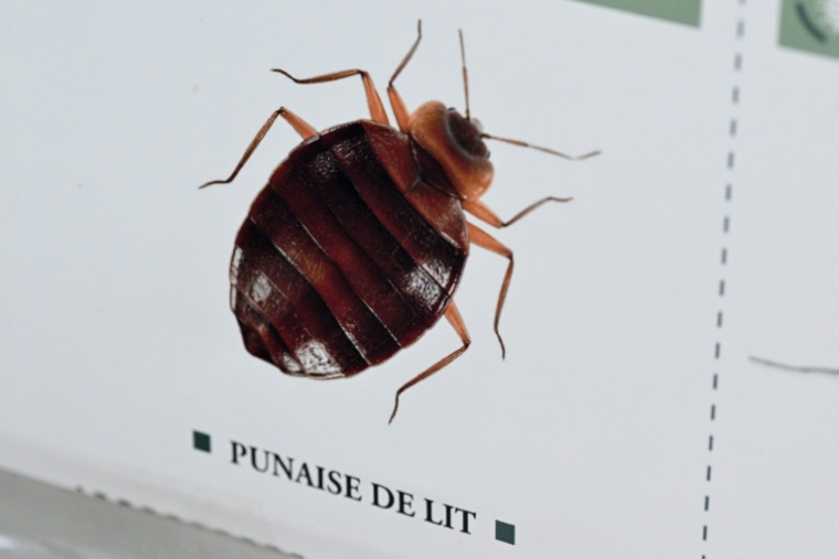 Un insecticide contre les infestations de punaises de lit et de cafards interdit en France, le "Sniper 1000", cause un "nombre croissant d'intoxications" dont quatre ont été mortelles, alerte l'agence de sécurité sanitaire Anses ( AFP / MIGUEL MEDINA )