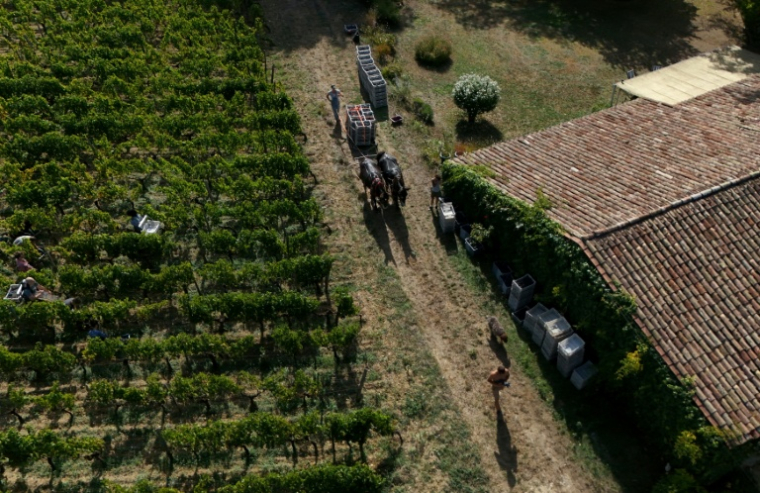 Vue aérienne sur le domaine viticole du Château Coutet, à Saint-Emilion, en Gironde, le 7 septembre 2026 ( AFP / Christophe ARCHAMBAULT )