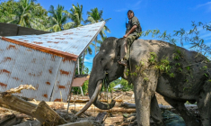 Un cornac juché sur le dos d'un éléphant de Sumatra aide à dégager des débris d'arbres après les crues soudaines à Meureudu, dans la province d'Aceh, en Indonésie, le 8 décembre 2025 ( AFP/Chaideer MAHYUDDIN / CHAIDEER MAHYUDDIN )