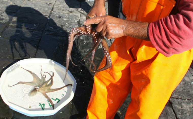 Un pêcheur nettoie un poulpe dans le port de Naples, le 4 novembre 2006 ( AFP / MARIO LAPORTA )