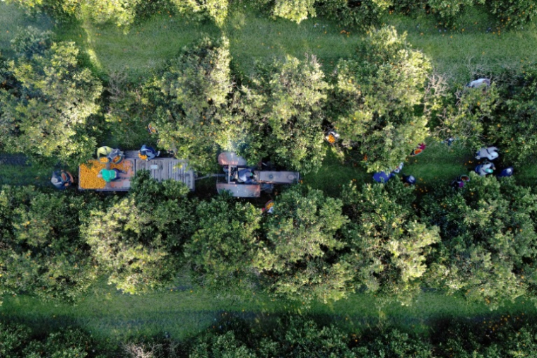 Vue aérienne de travailleurs récoltant des oranges près de San Pedro, province de Buenos Aires, Argentine, 30 juillet 2025. ( AFP / JUAN MABROMATA )