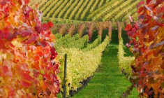 Investir dans un domaine viticole (Crédit photo: Fotolia)