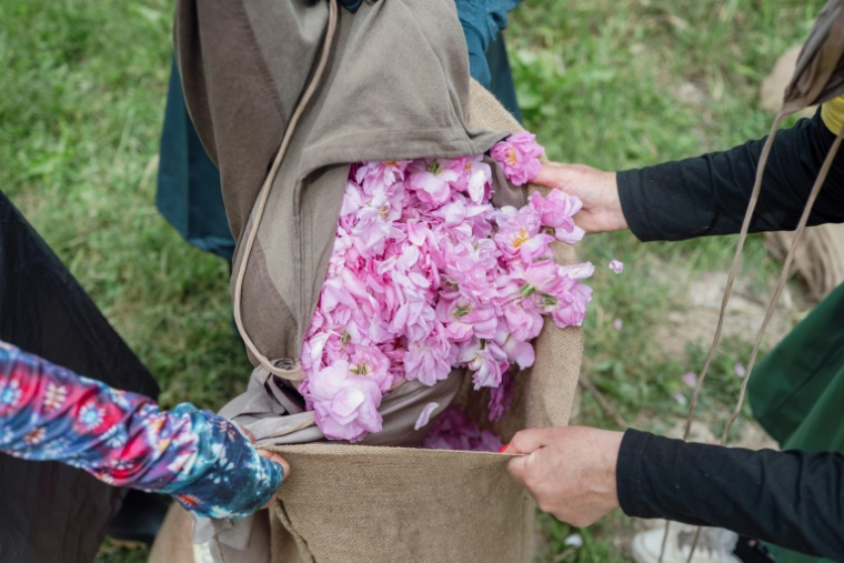 Récolte de roses centifolia dans les jardins du Domaine de la Rose, propriété de Lancôme, le 26 mai 2025 à Grasse, dans le sud de la France ( AFP / Frederic DIDES )