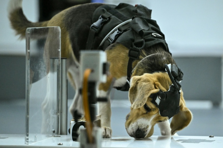 Un chien beagle, équipé d'un casque et de capteurs, renifle un échantillon lors d'un test de détection au laboratoire du centre Dognosis, le 28 juillet 2026 à Kempohalli, en périphérie de Bangalore, en Inde ( AFP / Idrees MOHAMMED )
