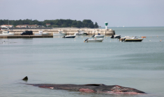 La carcasse d'une baleine femelle qui s'est échouée avant de mourir à Rivedoux-Plage, à l'extrémité est de l'île de Ré, le 30 mai 2026 ( AFP / ROMAIN PERROCHEAU )