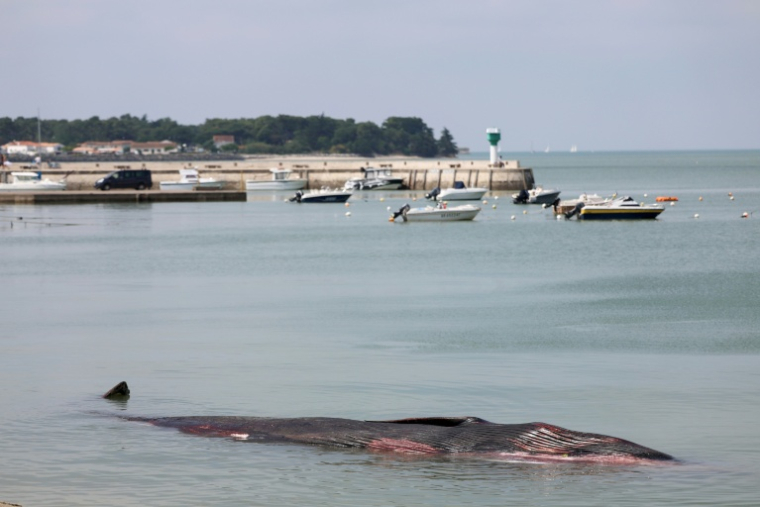 La carcasse d'une baleine femelle qui s'est échouée avant de mourir à Rivedoux-Plage, à l'extrémité est de l'île de Ré, le 30 mai 2026 ( AFP / ROMAIN PERROCHEAU )