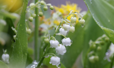 ( AFP / LUDOVIC MARIN )