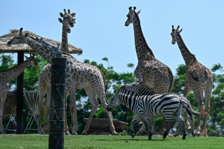 Des girafes et des zèbres dans un enclos  au centre Vantara de sauvetage et de conservation de la faune, le 25 septembre 2026 à Jamnaga, en Inde ( AFP / Punit PARANJPE )