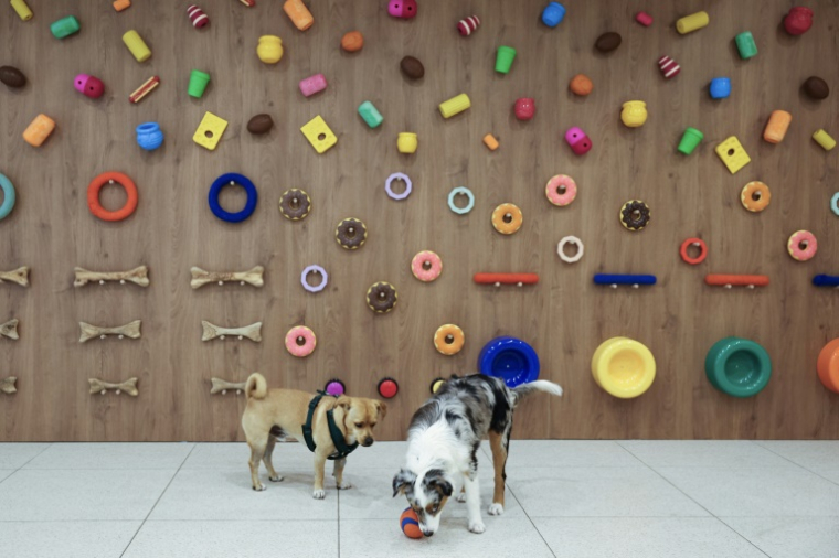 Des chiens au social club canin The Dogry à Paris, le 26 août 2025 ( AFP / XAVIER GALIANA )