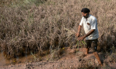 L'agriculteur Rakesh Kumar inspecte ses cultures, endommagées par les inondations, lors d'un entretien avec l'AFP dans le village de Lassia, dans l'Etat du Pendjab, le 11 septembre 2025 en Inde ( AFP / Narinder NANU )