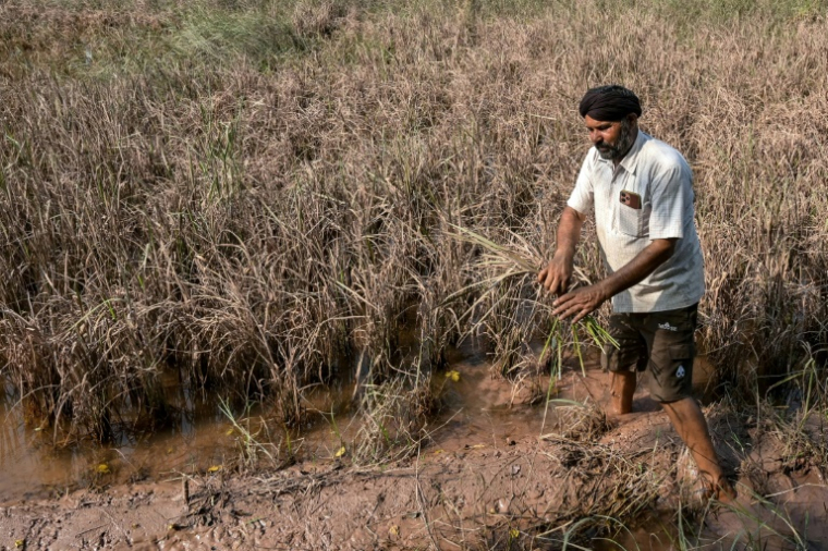 L'agriculteur Rakesh Kumar inspecte ses cultures, endommagées par les inondations, lors d'un entretien avec l'AFP dans le village de Lassia, dans l'Etat du Pendjab, le 11 septembre 2025 en Inde ( AFP / Narinder NANU )