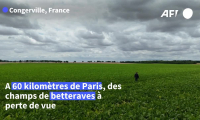 Loi Duplomb: l'acétamipride réclamé par les agriculteurs