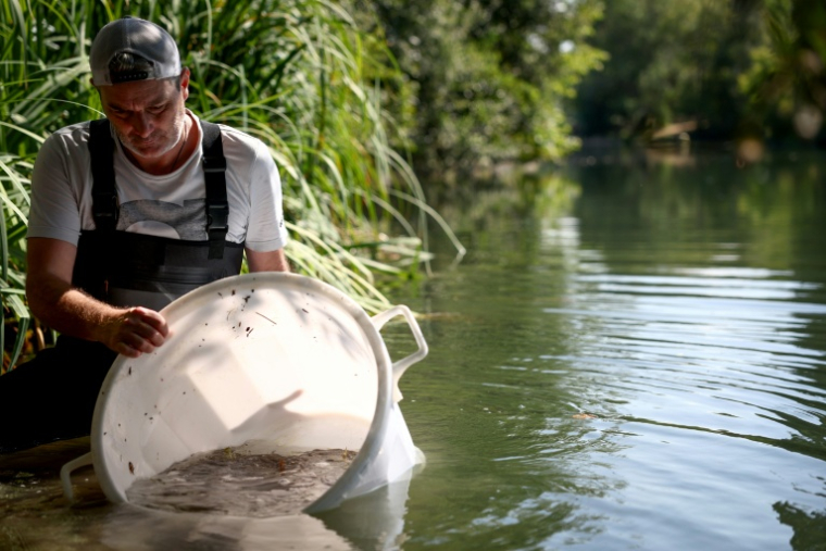Un bénévole de la fédération de pêche relâche des poissons dans la Charente dans le cadre d'une opération de conservation visant à transférer des poissons de la rivière Nouère pour lutter contre les effets de la sécheresse, en Charente, le 31 juillet 2025 ( AFP / ROMAIN PERROCHEAU )