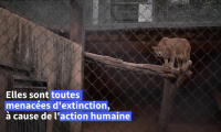Au Brésil, un refuge pour félins menacés par l'expansion urbaine