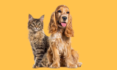 Particuliers : pouvez-vous vendre un chat ou un chien ? / iStock.com - GlobalP
