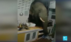 Thaïlande : une cohabitation de plus en plus difficile avec les éléphants sauvages