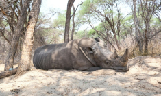 Un rhinocéros dort sous un arbre au parc national de Hwange, au Zimbabwe, le 8 octobre 2025 ( AFP / Zinyange Auntony )
