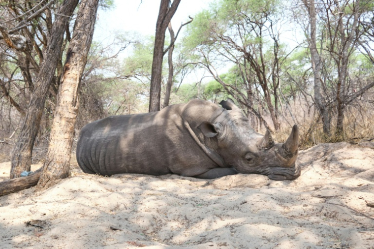 Un rhinocéros dort sous un arbre au parc national de Hwange, au Zimbabwe, le 8 octobre 2025 ( AFP / Zinyange Auntony )