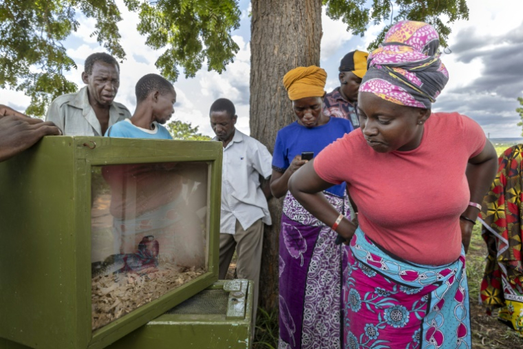 Des villageois regardent des serpents venimeux enfermés dans des boîtes en bois lors d'une campagne d'éducation et de sensibilisation menée par des maîtres-serpents de la Ferme des serpents de Watamu, dans la région rurale de Malindi, où les morsures de serpent sont nombreuses, le 8 avril 2025 au Kenya ( AFP / Tony KARUMBA )