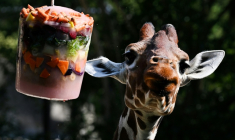 Une girafe mange des fruits et légumes glacés au jardin zoologique de Rome, le « Bioparco », pendant une vague de chaleur, le 26 juin 2026 ( AFP / Tiziana FABI )