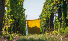 Début des vendanges à Marlenheim, en Alsace, le 13 septembre 2021 ( AFP / PATRICK HERTZOG )