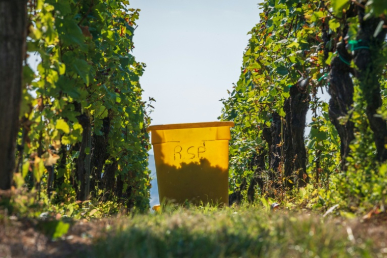 Début des vendanges à Marlenheim, en Alsace, le 13 septembre 2021 ( AFP / PATRICK HERTZOG )