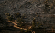Des personnes marchent sur un sentier de forêt à Palaia Fokaia ravagé par les flammes, au sud-est d'Athènes,le 9 août 2025. ( AFP / Aris MESSINIS )