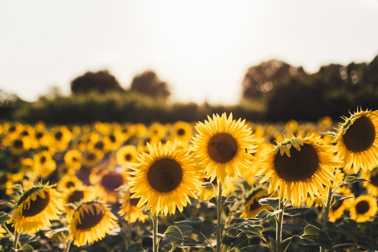 (Crédits photo : Unsplash - Jordan Cormack )