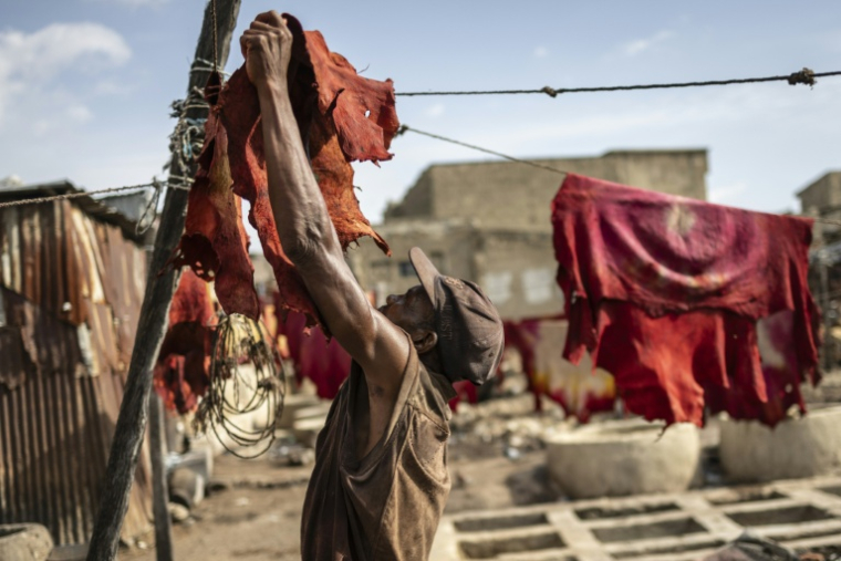 Un tanneur met une peau teinte à sécher sur une corde dans la tannerie traditionnelle Majema, dans le quartier de Kofar Wambai à Kano, le 11 septembre 2025. Kano, centre historique du cuir, approvisionne des géants du luxe tels que Louis Vuitton, Gucci et Ralph Lauren, le Nigeria exportant près de 90 % de ses peaux à l'étranger. Mais comme la finition est effectuée en Europe, le label "Made in Nigeria" disparaît, remplacé par "Made in Italy" ou "Made in Spain". Aujourd'hui, certains créateurs nigérians tentent de redonner ses lettres de noblesse au cuir de leur pays en créant des marques locales. ( AFP / OLYMPIA DE MAISMONT )