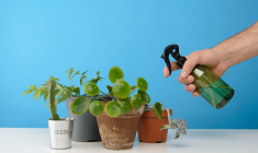 (Crédits photo : Adobe Stock - Arrosage plantes d'été l'été pendant ses vacances)