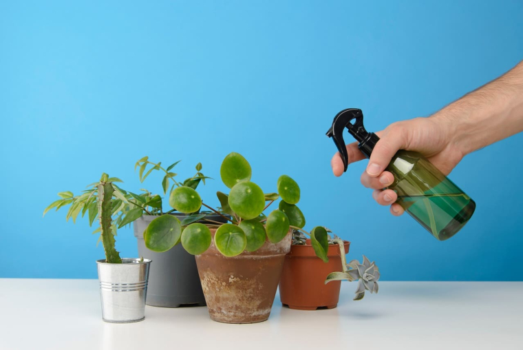 (Crédits photo : Adobe Stock - Arrosage plantes d'été l'été pendant ses vacances)