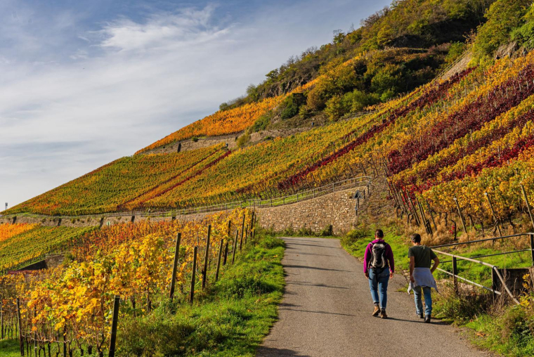 La rando vin est une façon originale de découvrir le vignoble français. ( crédit photo : Shutterstock )