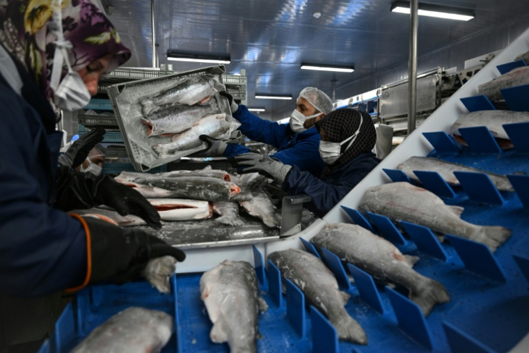 Des employés dans une entreprise de transformation du saumon à Trabzon, sur la mer Noire, le 11 juin 2025 en Turquie ( AFP / Ozan KOSE )