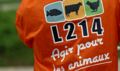 L'association animaliste L214 a annoncé jeudi avoir porté plainte contre un élevage porcin du Morbihan, accusé notamment de "sévices graves" sur des porcelets ( AFP / Emmanuel Dunand )