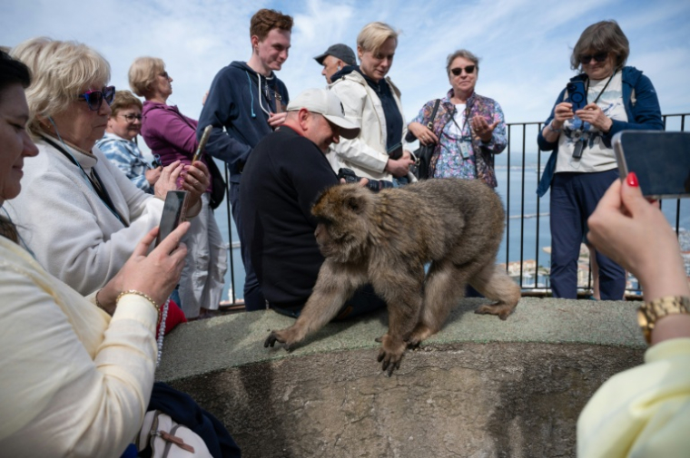 Des touristes photographient un macaque à Gibraltar le 6 mai 2026 ( AFP / JORGE GUERRERO )