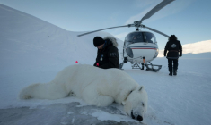 Le vétérinaire norvégien Rolf Arne Olberg vérifie si un ours polaire est bien sédaté à Longyearbyen, en Norvège, le 10 avril 2025 ( AFP / Olivier MORIN )