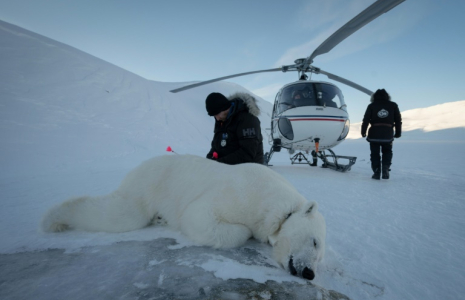 Le vétérinaire norvégien Rolf Arne Olberg vérifie si un ours polaire est bien sédaté à Longyearbyen, en Norvège, le 10 avril 2025 ( AFP / Olivier MORIN )