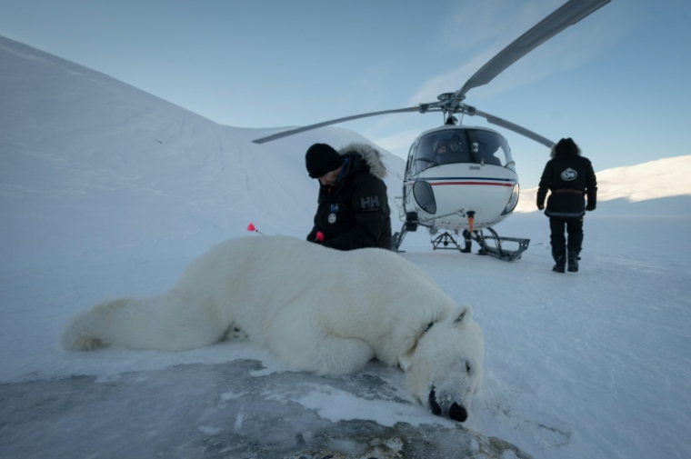 Le vétérinaire norvégien Rolf Arne Olberg vérifie si un ours polaire est bien sédaté à Longyearbyen, en Norvège, le 10 avril 2025 ( AFP / Olivier MORIN )