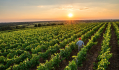 L’Île-de-France, cette terre viticole méconnue (Crédits photo : Shutterstock)