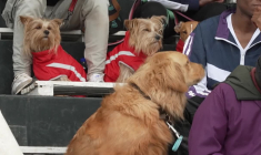 Des stars à quatre pattes au festival "Pawchella" de Nairobi