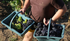 LA PRODUCTION VITICOLE EN 2022 ESTIMÉE EN HAUSSE MALGRÉ LA SÉCHERESSE