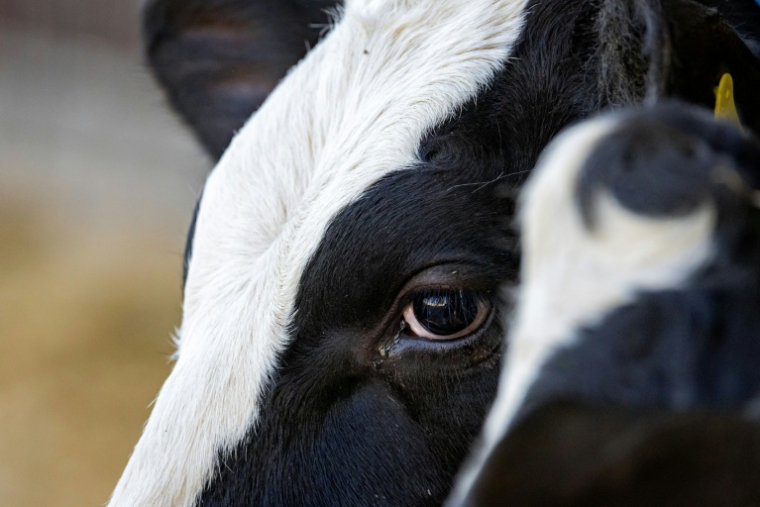 Inodore et invisible, le méthane est le principal composant du gaz naturel qui s’échappe notamment des gazoducs, des vaches et des décharges ( AFP / Odd ANDERSEN )
